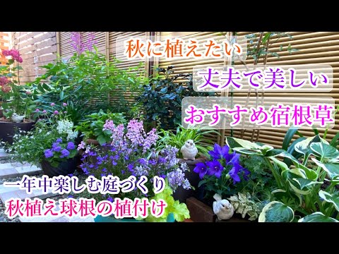  2023 年の初めから美しい庭を楽しむために、秋に種を蒔くか植える春の多年草の花です。  庭園