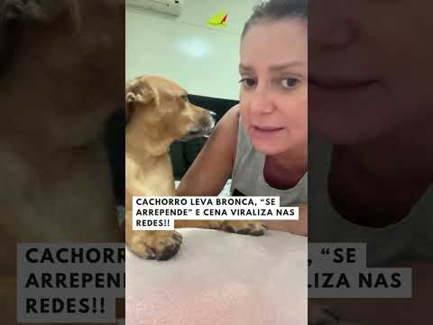 Cachorro "se arrepende" após dar susto em vizinha e vídeo viraliza!!! #viralvideo