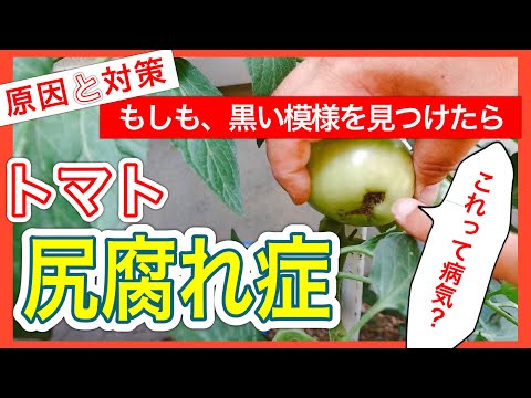 黒尻病の定義 トマトの治療 花 尻腐れ トマト スカッシュ キュウリ 菜園
