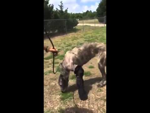 Kevina the Irish Wolfhound