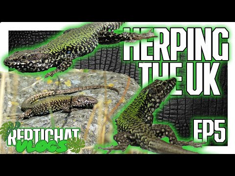 Jašterica obyčajná (Lacerta agilis) — Sand Lizard, terénne pozorovanie v UK