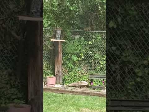 1st YouTube video about are squirrels afraid of owls