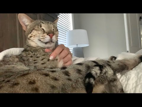 Morning Cuddles And Purrs With Gentle Giant Cat Kumba! Cute Cat Video! #cute #cat