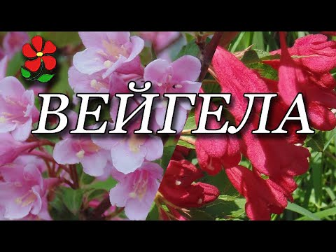 фото вейгела 0