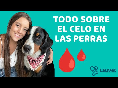 TODO SOBRE EL CELO EN LAS PERRAS - Fases, síntomas y duración - Lauvet