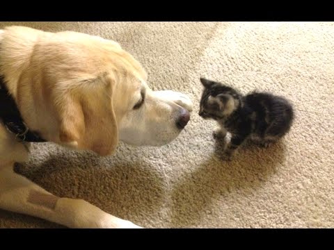 Adorable Dogs Meeting Kittens for the First Time