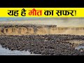जानवरों की महायात्रा The Great Migration In Serengeti