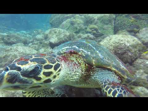 Fernando de Noronha Scuba Diving — Clearest Ocean Water in the World