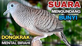 Download lagu Perkutut Lokal Gacor Suara Besar Pancingan Burung Perkutut Agar Cepat Bunyi. mp3 Download lagu Perkutut Lokal Gacor Suara Besar Pancingan Burung Perkutut Agar Cepat Bunyi. mp3