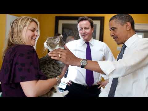 Where White House Cats Fits in Presidential Pets History