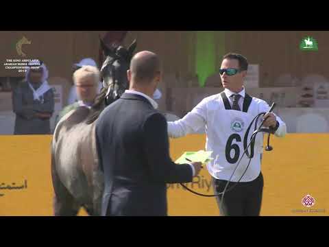 N 6 AROOB AL KHALEDIAH   KAAHC 2019   Yearling Fillies Class 1A