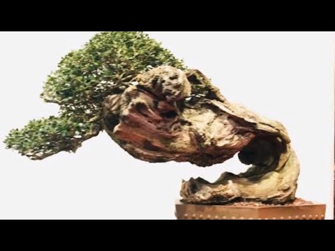 The Trophy 2020   International Bonsai Show GENK BELGIUM #4