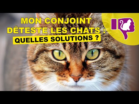 Mon conjoint déteste les chats : quelles solutions ?
