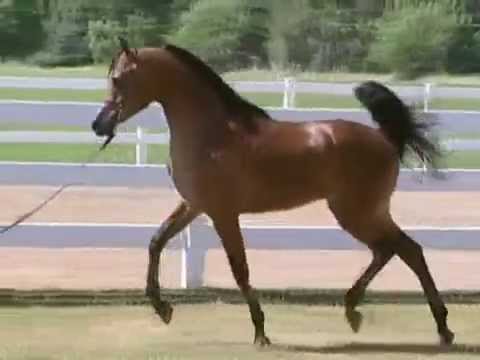 HLA Cheval sold to HH Renaissance Arabians in Sweden