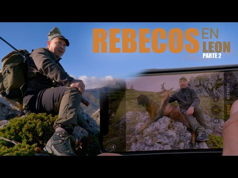 Rebecos en león parte 2
