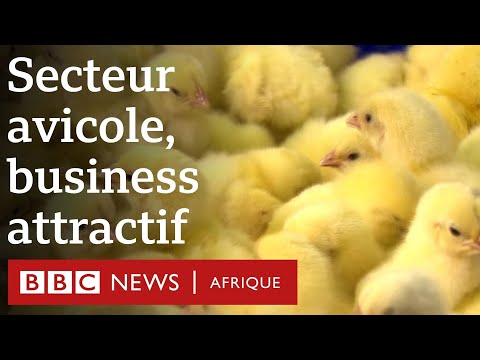 , title : 'Le secteur avicole, un business attractif'