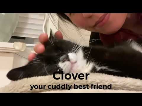 Clover - your cuddly best friend, an adopted Domestic Short Hair Mix in New York, NY_image-1