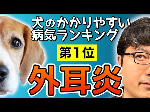 犬の外耳炎 - 症状と治療法