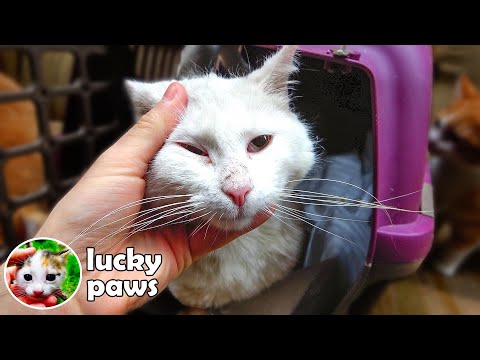 Blind And Deaf Kitten's Older Sister Has Been Spayed - Lucky Paws