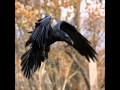 Edgar Alan Poe - The Raven (Nevermore) 