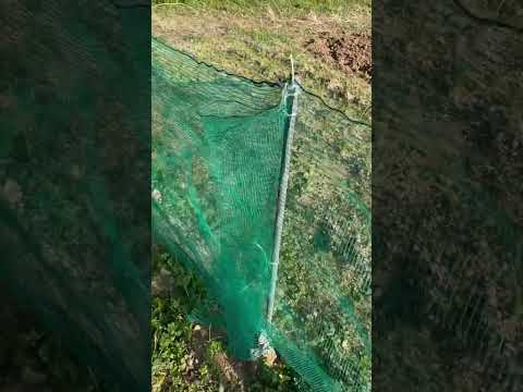 なぜ蘭にタマネギを入れるのですか？成長と開花を活性化するための4つの奇跡的なヒント  庭園