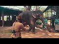 I Played Trumpet For An Elephant In Thailand Watch How It Responds Sheldon Quick Playing Misty