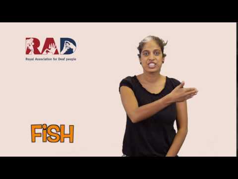 How to Sign Fish in BSL