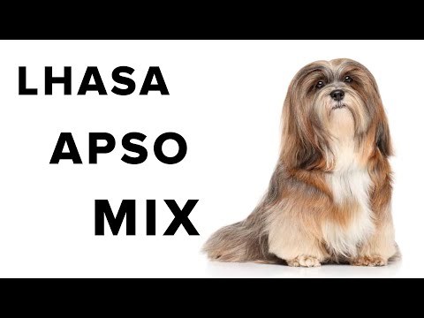 Lhasa Apso Mix Dogs Review