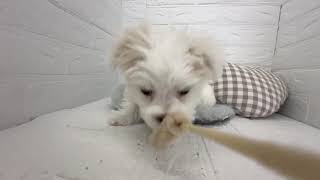 マルチーズの動画01