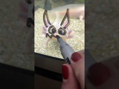Joli axolotl.