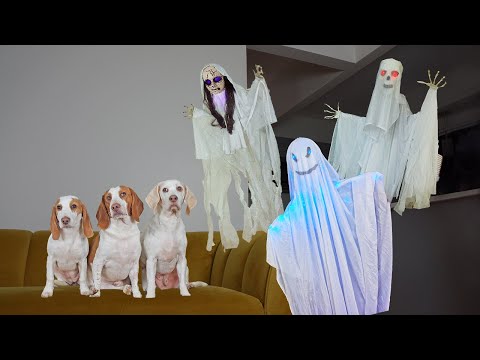 Dogs vs Ghost Invasion Prank: Funny Dogs Maymo, Potpie & Cute Puppy Indie Battle Ghosts! - YouTube