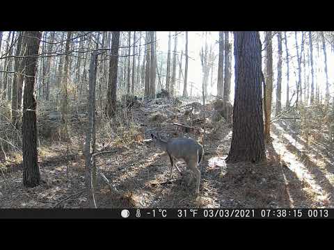 Doe and Coyote Trail Cam Videos 3 3 2021