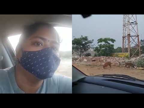 WEEK 3. Feeding Over 50 Stray 🐕  Dogs#TeluguvlogsinUSA&India#