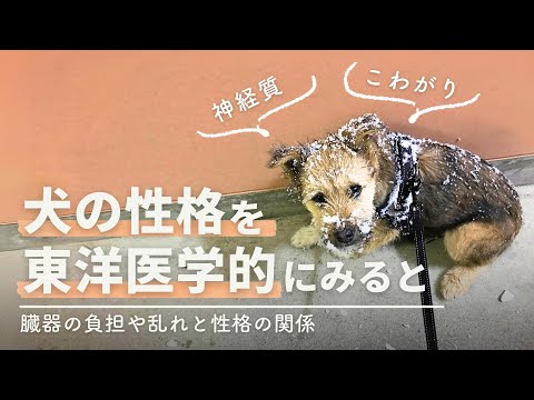 ガスのある犬 - 自然療法