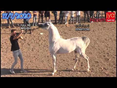 #الحصان_العربي_الأصيل #arabian_horse #arabianhorse