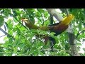 Green Oropendola displaying - Amazon 🦚🎥