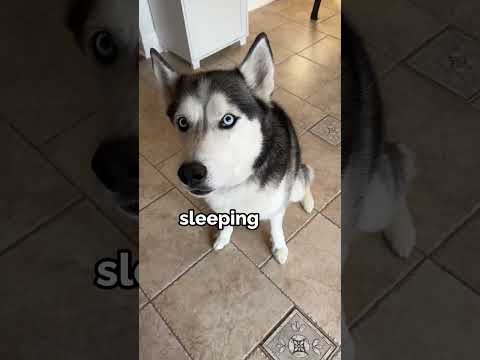 Here’s Mooner to spread some pawsitivity