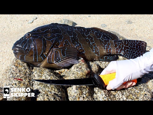 FRESH SASHIMI Catch on the Beach (Japanese RAW FISH) Rock Fishing in Mexico