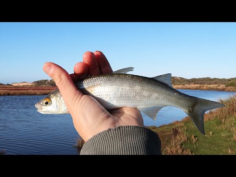 Fiskeri efter småmulter