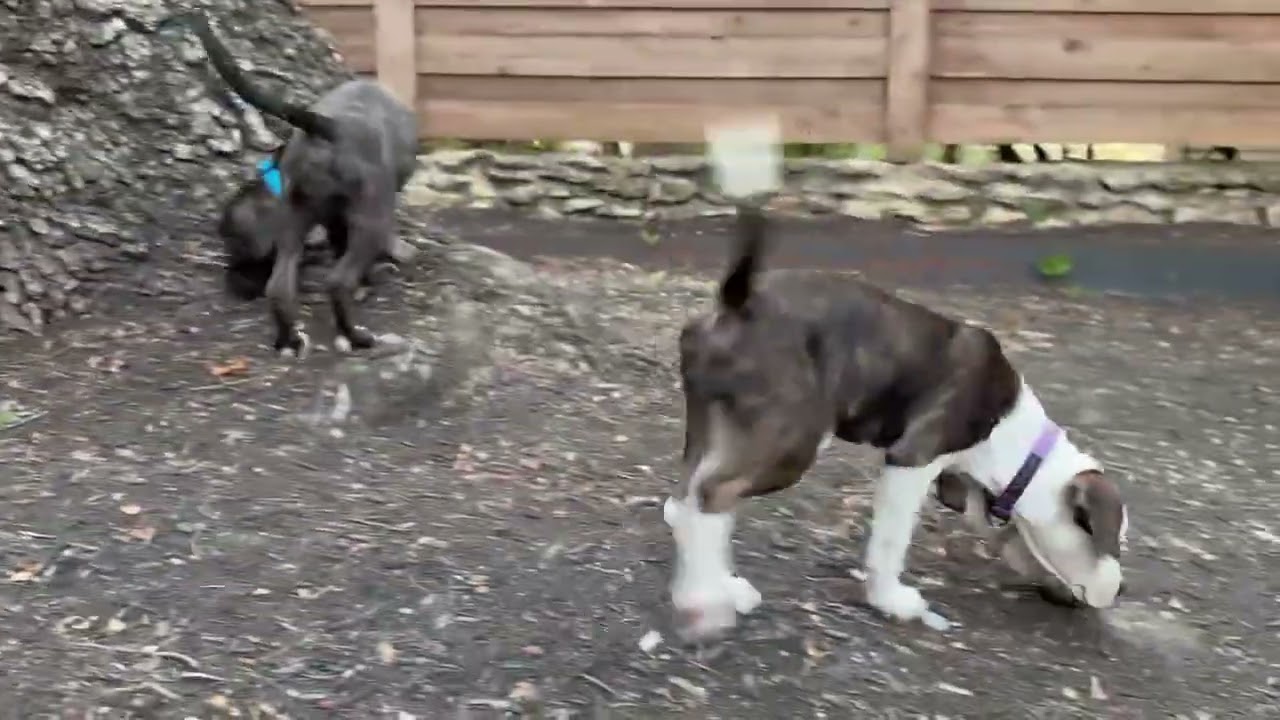 Enlarge Mango, a Adoptable mixed breed in San Antonio, TX video 4/4