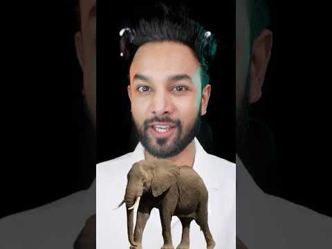 Why Do Elephants Eat Stones