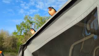 Barn swallows that came to visit