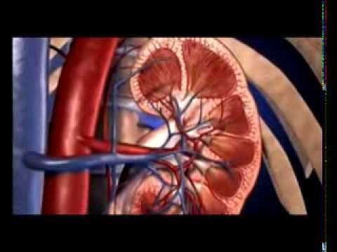 Pitanja i odgovori: Čime hraniti psa koji ima probleme sa bubrezima?