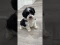 Havanese dogs for sale: Leo - Video 1