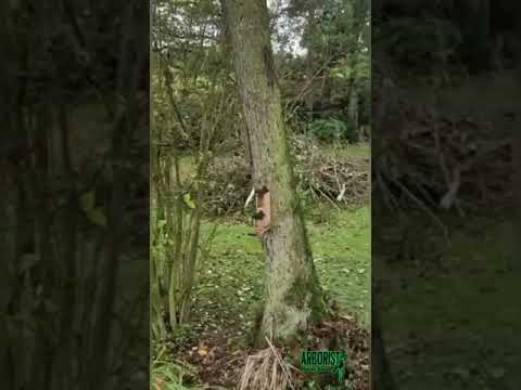 Arborists N E video.