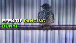 Download lagu PALING EFEKTIF PANCING BUNYI BURUNG CUCAK RAWIS/CAK BAYEM ANDA mp3 Download lagu PALING EFEKTIF PANCING BUNYI BURUNG CUCAK RAWIS/CAK BAYEM ANDA mp3