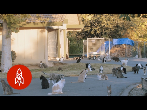 1000匹のネコと暮らす女性の話　（The Woman Who Lives With 1,000 Cats）