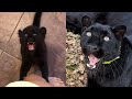 How Does Luna The Panther Talk Voice From The Leopard Cub To An Adult Leopard ENG SUB