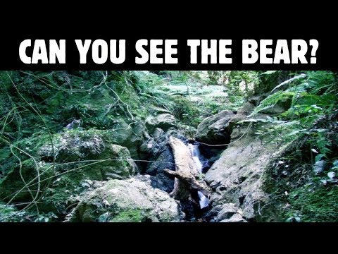 Nobody Can See All The Hidden Animals । Optical Illusions । Brain Teasers