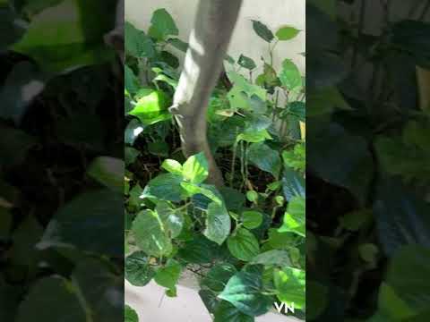 The Garden in my heart